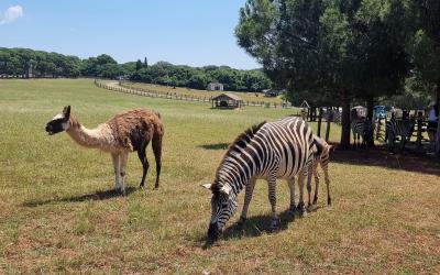 Brijuni National Park: islands of emperors, presidents and dinosaurs
